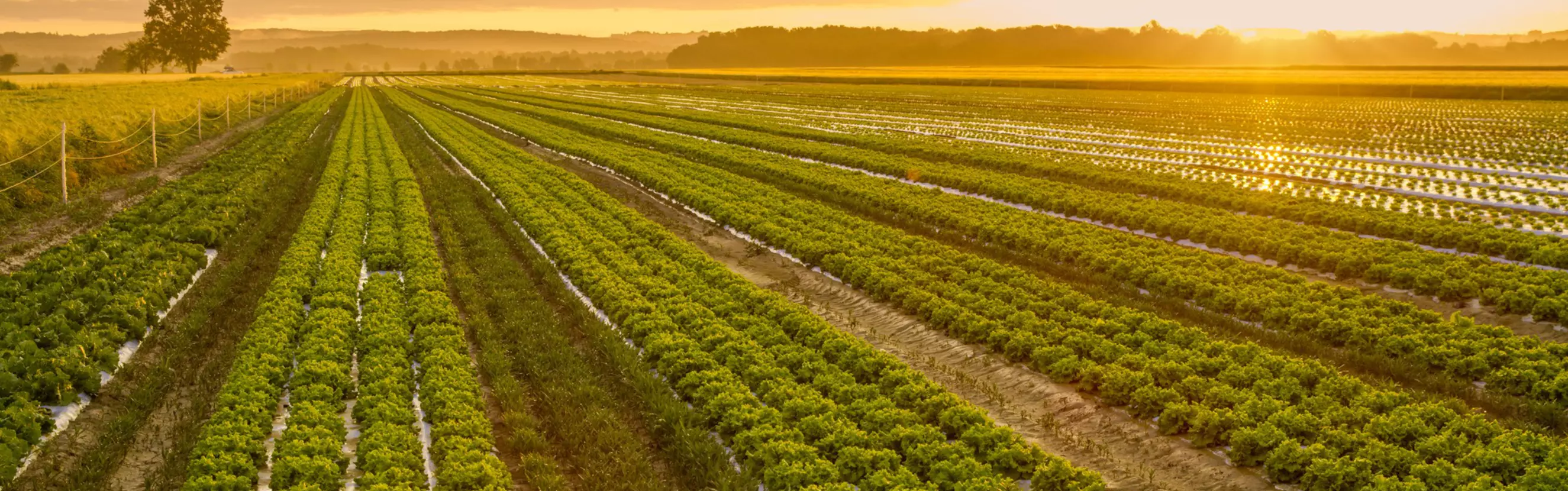Energy Transition Days 2025 - Panel Agriculture
