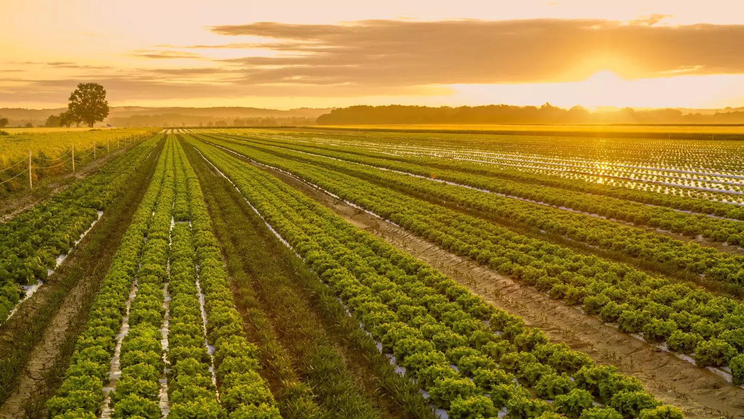 Energy Transition Days 2025 - Panel Agriculture